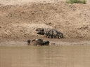 mekong (19)